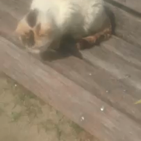 しらゆきちゃん 動画シリーズの画像