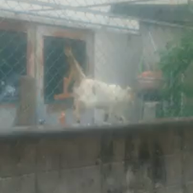しらゆきちゃん動 画とお知らせの画像