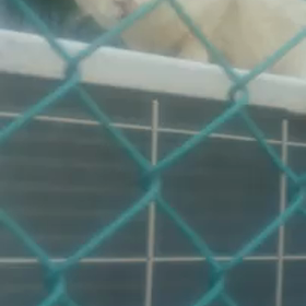 しらゆきちゃん動画シリーズの画像