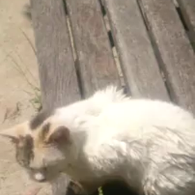 しらゆきちゃん動画シリーズの画像