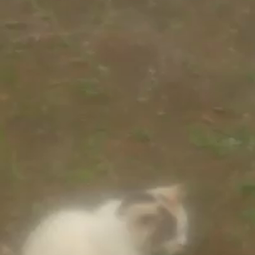 し らゆきちゃん 動画シリーズの画像