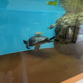 動物園＆夢の話の画像