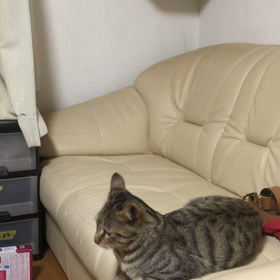 メッケの？？の画像