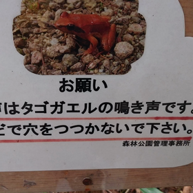 森林公園のカエルさんの画像