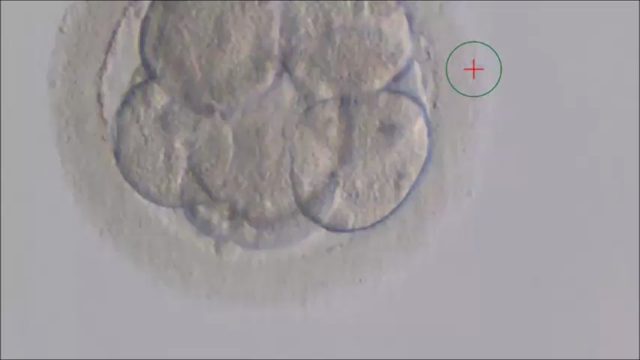 孵化補助(アシステッドハッチング)って実際どうやっているの？の記事動画