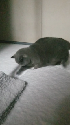 雪を食べる猫の記事動画