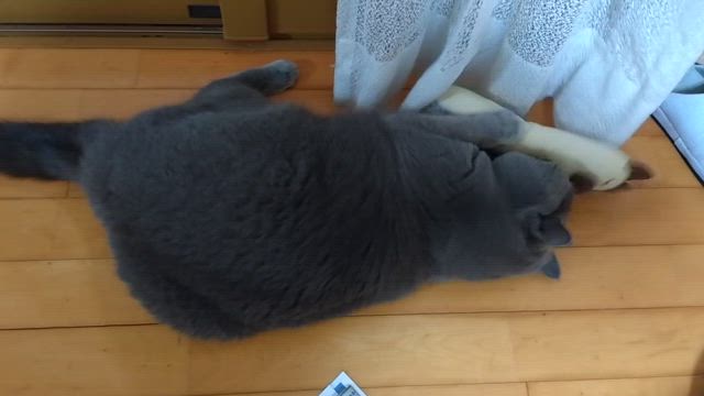 猫　愛の記事動画