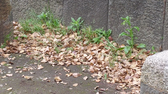 平成最後のの記事動画