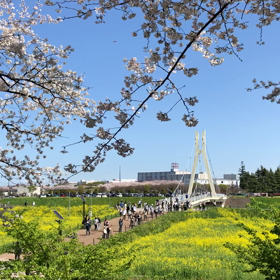 権現堂桜堤の画像