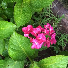 雨の日の紫陽花の画像