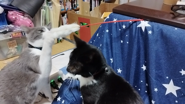 猫の記事動画
