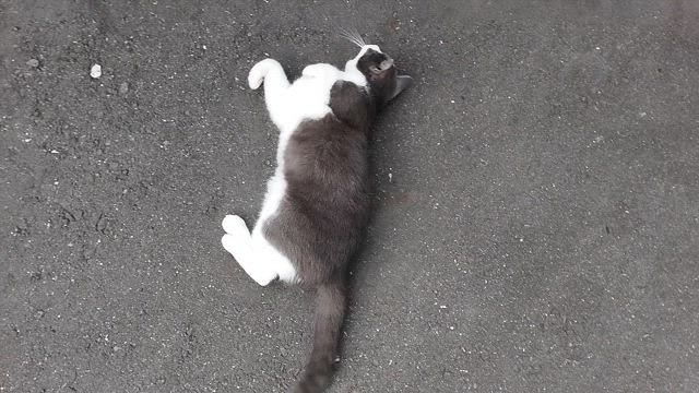 日曜日のランチの記事動画