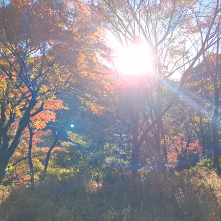 いやさか村の紅葉の記事動画