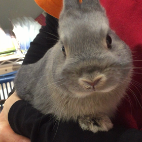 【動画】うさちゃん探し②横浜店から尾山台店へ。鼻がハートの男の子にノックオンされちゃうー♡の画像