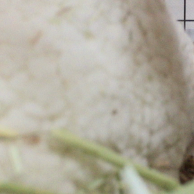 【動画】さんぽvs飼い主のかくれんぼ対決ーー？！の画像