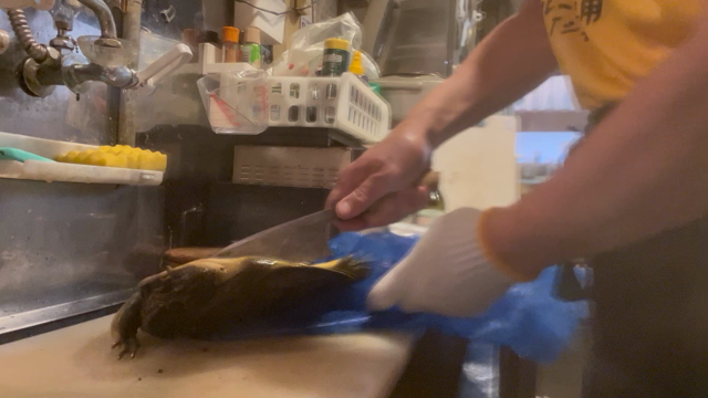 熊本産天然すっぽん、入荷しました‼️の記事動画