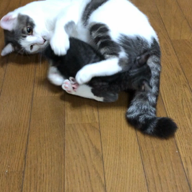 チビの勝ちの画像