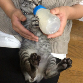 癒される宝にゃんの画像