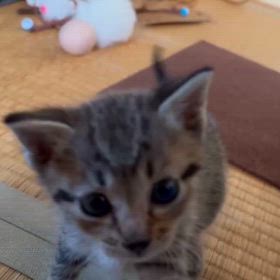毎日小さくなってるよってじっちゃん先生言いに来てくれたけどの画像
