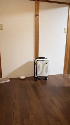 Ｇ捕まえてくるタイムくんの記事動画