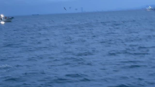 9月28日(月)タチウオ便釣果の記事動画