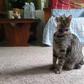 猫草マジックの画像
