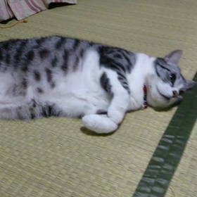 ぼく、ちー太郎の画像