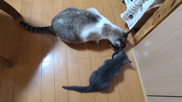 癒されること三男復活の記事動画