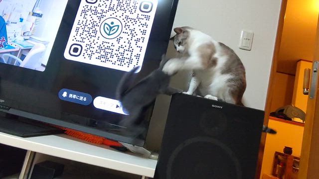 昨日のブログは更新されず(￣▽￣;)の記事動画