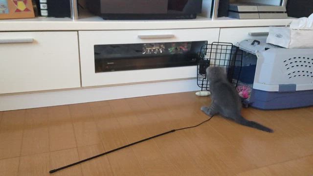 なついてきたの記事動画