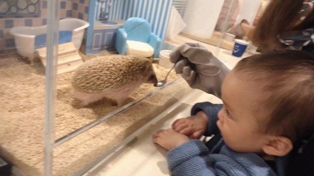 息子ちゃんとハリネズミカフェ♡の記事動画