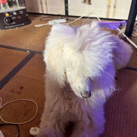 姫のお産の画像