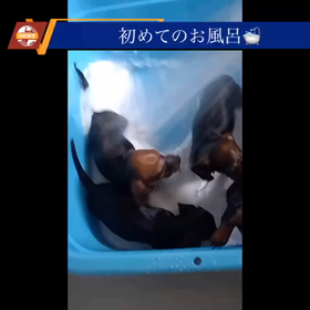 初めてのお風呂❣️の画像