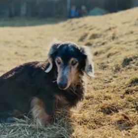 初代へたれ幸志朗一家からdog baseまでの歴史。の画像