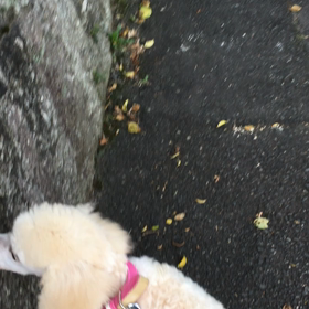 実家の隣の花ちゃんにビビって〜の画像