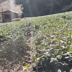まちこ　茶畑　と猫の文太さん　水声園の画像