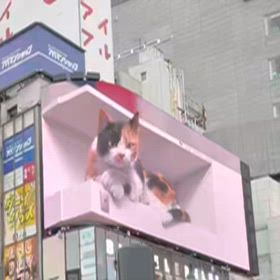 新宿のねこ　の画像