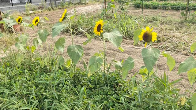 夏の畑の記事動画