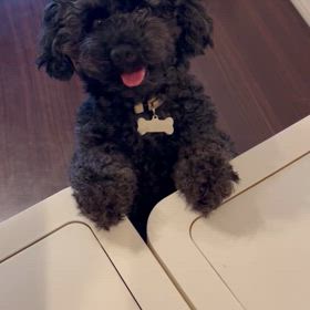今日のもすりーちゃんの画像