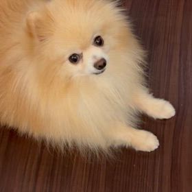 今日のニコチャンの画像