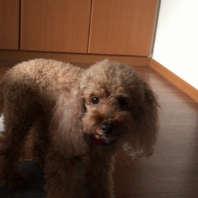 ジャッキィの事①の画像