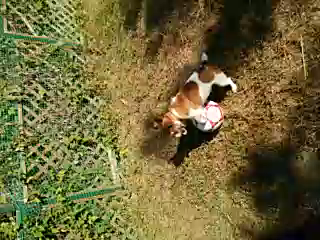 自主トレの記事動画