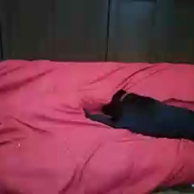 チャコ！一大事の画像