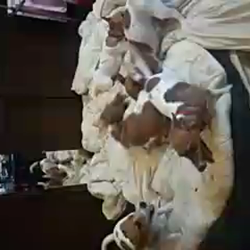 げほげほの画像