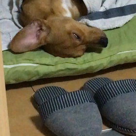 ちゃーんと寝てよ  ！ハッピー！の画像