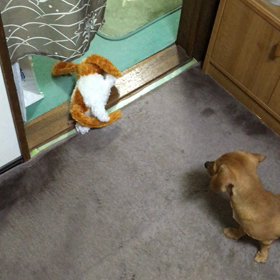 笑い転げる犬のぬいぐるみの画像