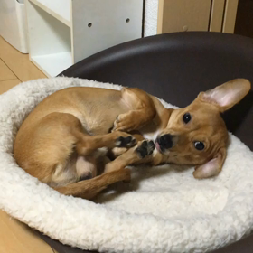 ハッピーはひとり遊びの画像