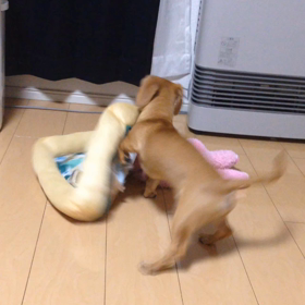 ハッピーの御乱心（笑）の画像