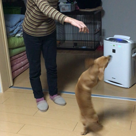 ハッピーは楽しそう〜の画像