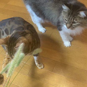 猫じゃらしの画像